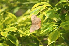 Achlyodes