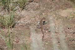 Aspidoscelis tesselatus