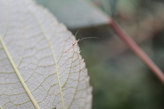 Empicoris rubromaculatus