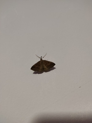 Pechipogo plumigeralis