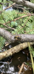 Helophilus obscurus