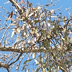 Muellerina eucalyptoides