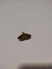 Pechipogo plumigeralis