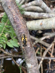 Helophilus obscurus