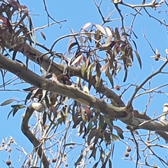 Muellerina eucalyptoides