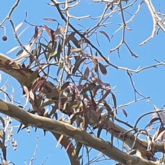 Muellerina eucalyptoides