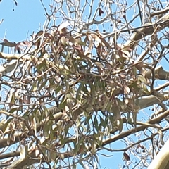 Muellerina eucalyptoides