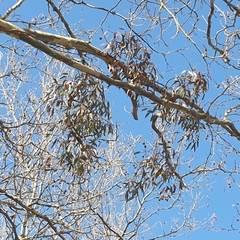 Muellerina eucalyptoides