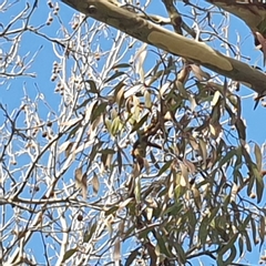 Muellerina eucalyptoides