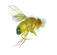 Drosophila simulans