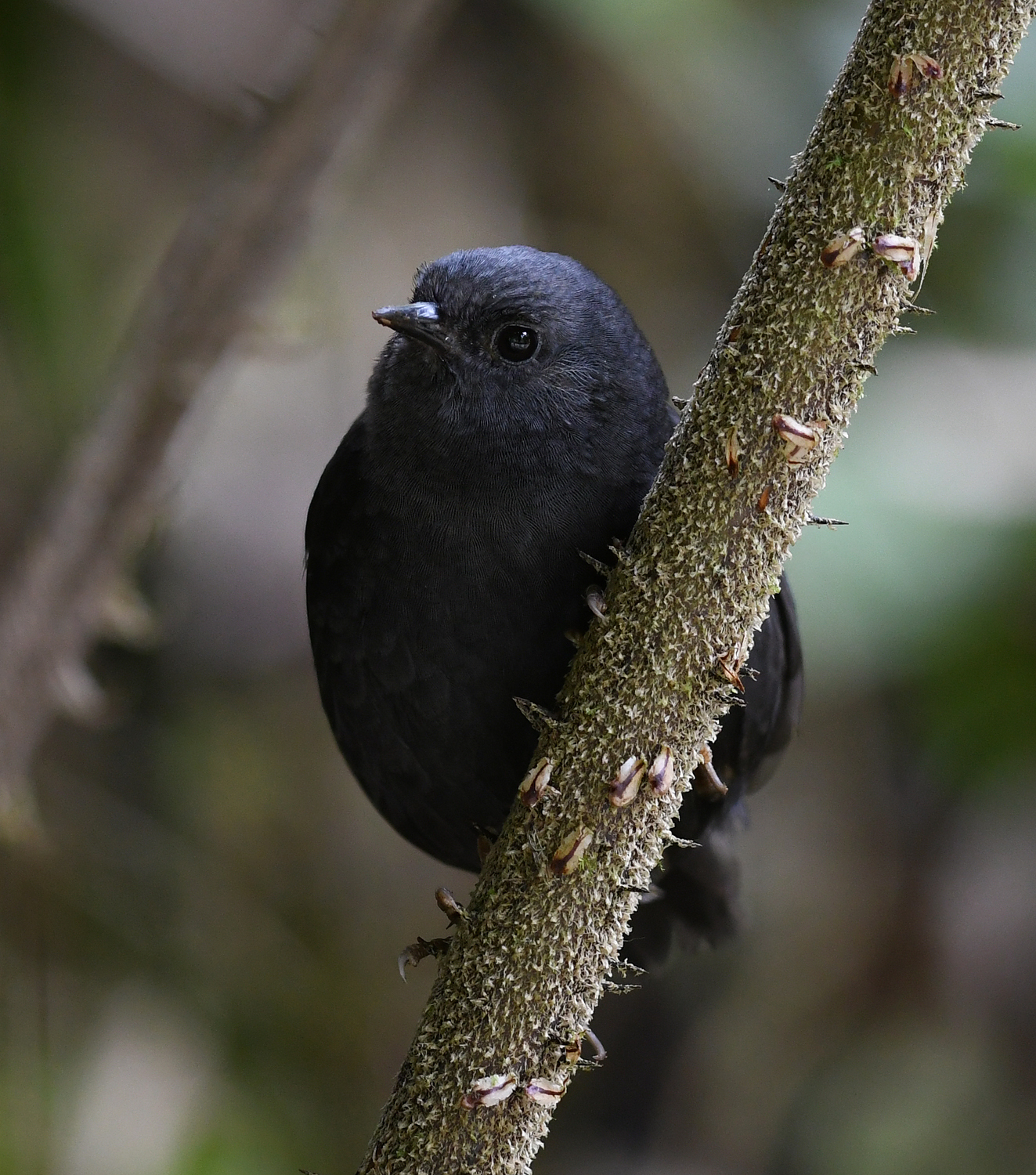 Tschudi's Tapaculo illustration