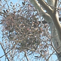 Muellerina eucalyptoides