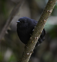 Scytalopus acutirostris