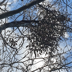 Muellerina eucalyptoides