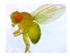 Drosophila simulans