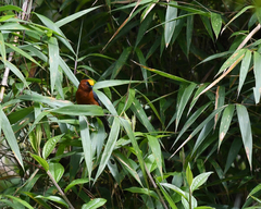 Catamblyrhynchus diadema