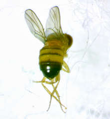 Drosophila simulans