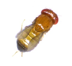 Drosophila simulans