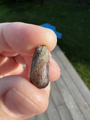 Zelithophaga truncata