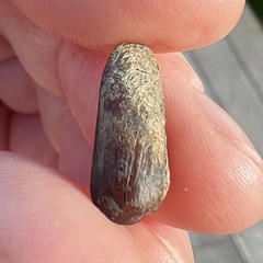 Zelithophaga truncata