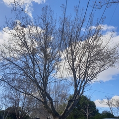 Muellerina eucalyptoides