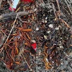 Zelithophaga truncata