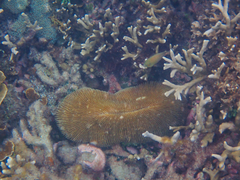 Ctenactis