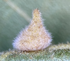 Caryomyia conoidea