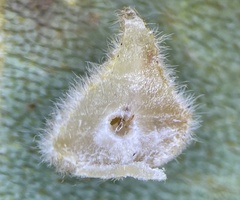 Caryomyia conoidea