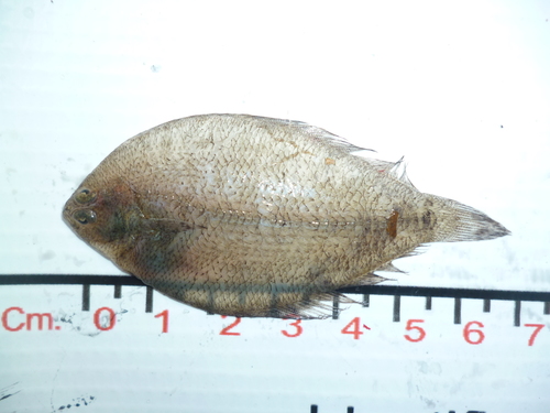 Etropus ciadi