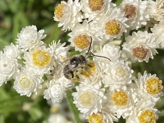 Melissodes microstictus