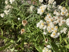 Melissodes microstictus