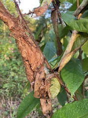 Omphalocera munroei