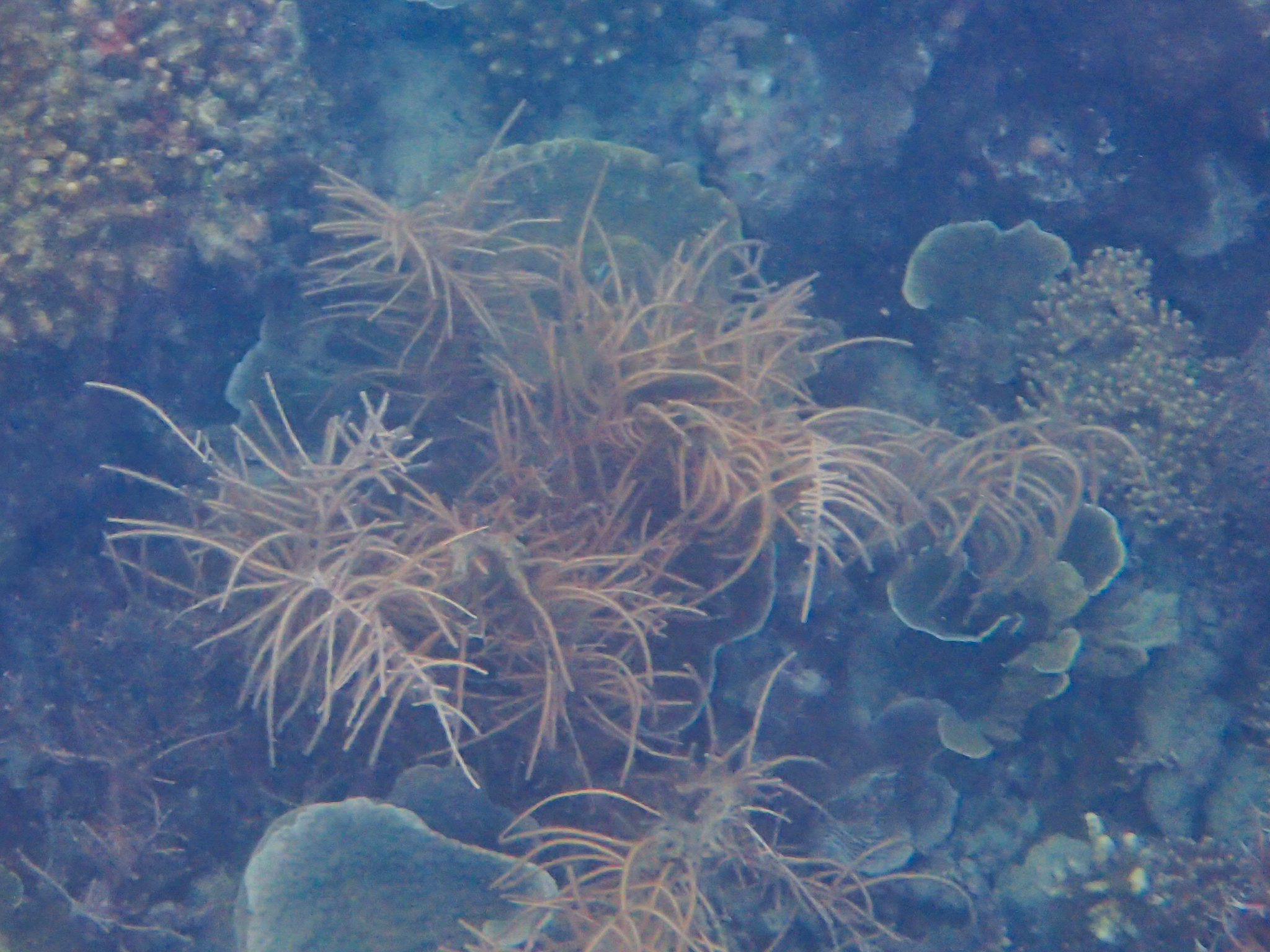 Pinnigorgia flava (Nutting, 1910)