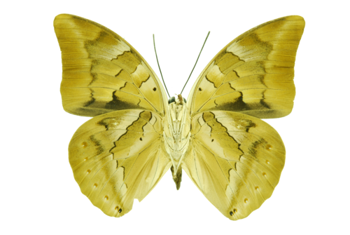 One-spotted Prepona