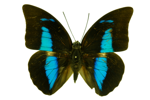 One-spotted Prepona