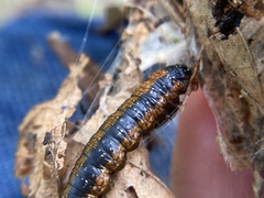 Omphalocera munroei