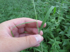 Eragrostis capillaris