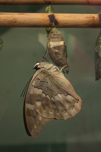One-spotted Prepona