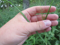 Eragrostis capillaris