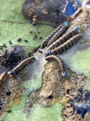 Omphalocera munroei