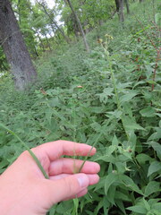 Eragrostis capillaris