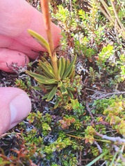Gentianella vernicosa