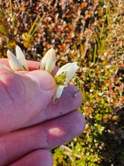 Gentianella vernicosa
