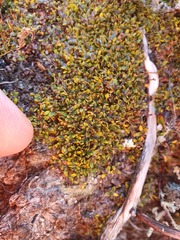 Actinotus novae-zelandiae