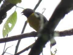 Euphonia xanthogaster