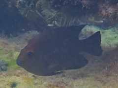 Hemiglyphidodon plagiometopon