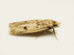 Carolana ascriptella