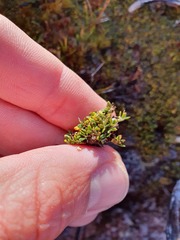 Actinotus novae-zelandiae