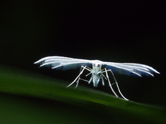 Pterophorus